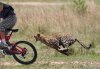 mtbiker leopardo.jpg