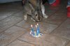 compleanno 2011.jpg