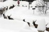 cervi_neve.jpg