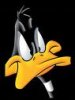 daffy.jpg