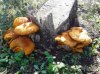 Funghi Casaboli 1.jpg