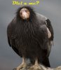 Curious-Adult-Condor.jpg