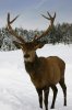 depositphotos_2047992-stock-photo-elk-in-the-snow.jpg