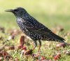 sturnus_vulgaris_ piccolo.jpg