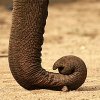 Elephant_trunk_(1).jpg