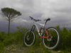 mtb e il pino.jpg