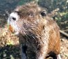 nutria.jpg