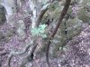 Vite Monte Arci2.jpg