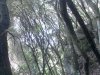 Vite Monte Arci1.jpg