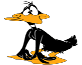 daffy013un mezzo.gif