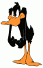 Daffy inca.gif