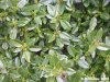129-fillirea-latifolia-4.jpg