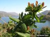 224-caprifoglio-3.jpg