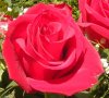 Red_rose_flower2.jpg