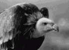 bird-vulture.gif