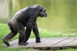 camminare-dello-scimpanzè-7054928.jpg