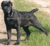 canecorsobuono.jpg