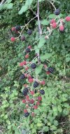 IMG_7883.jpeg