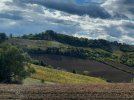 Vigneti di V. Puglia.jpg