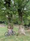 IMG_8723.jpeg