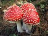 amanita_muscaria_.jpg