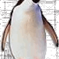 penguin86